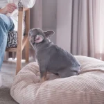 Premium Large Dog Bed